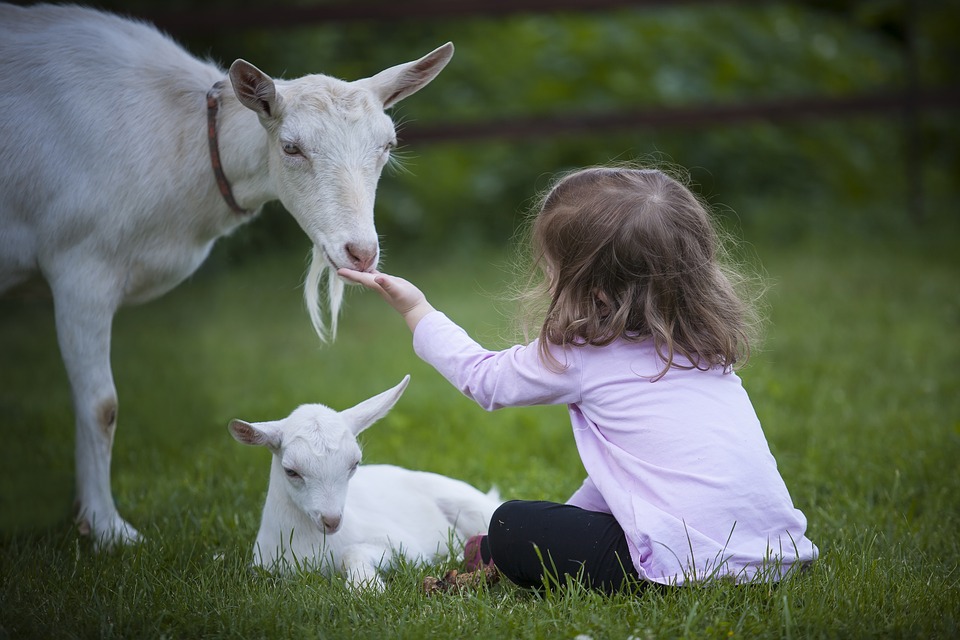 Q Fever: Causes, Symptoms and Cure