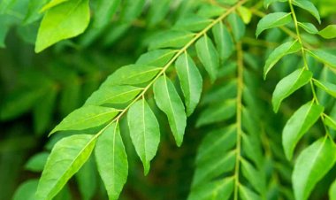 Unlocking the Health Benefits of Curry Leaves