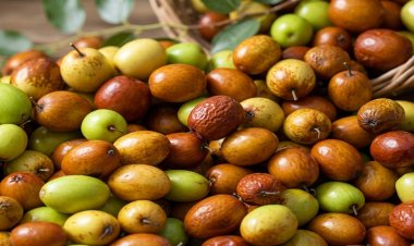 THE HEALING PROPERTIES OF BER